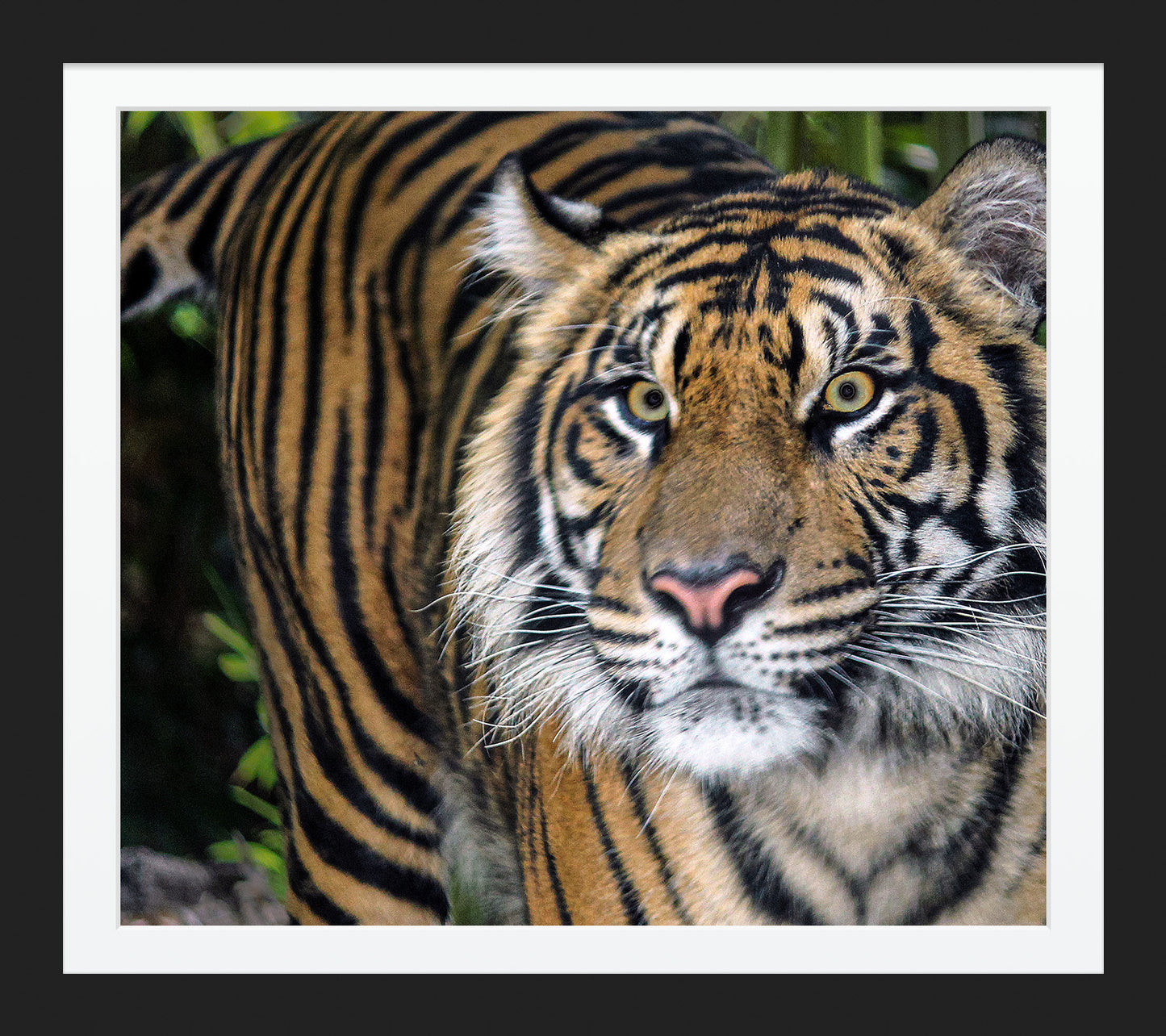 Bengal Tiger