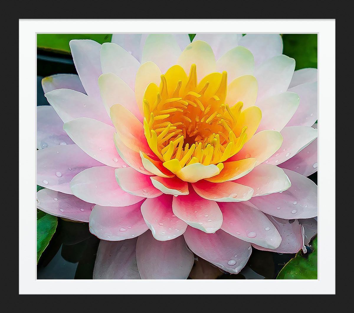 Pink Lotus