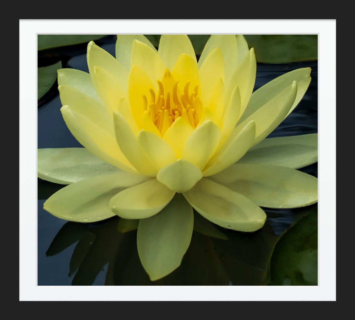 Yellow Lotus