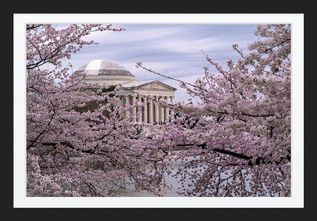 Behind the Blossoms