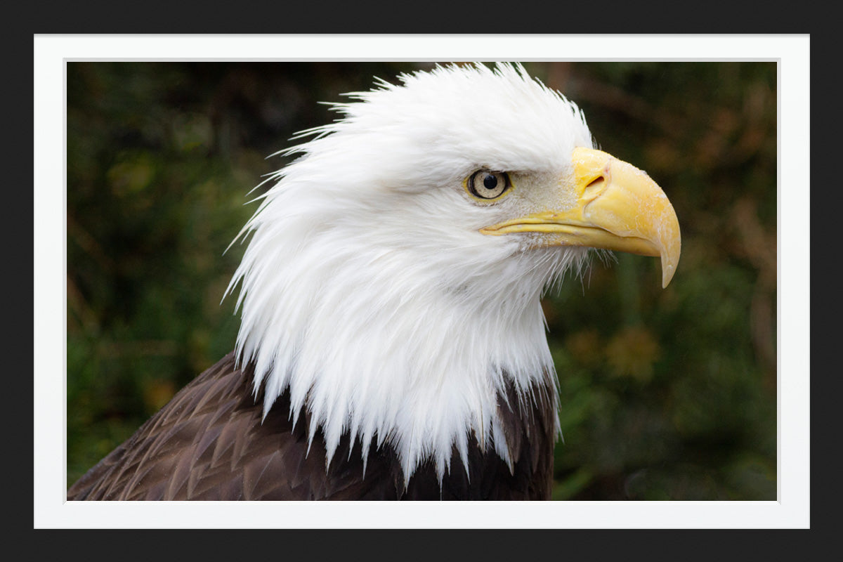 Bald Eagle II