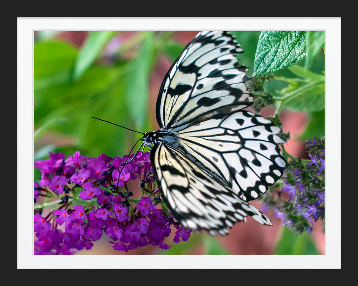 Black and White Monarch Butterfly