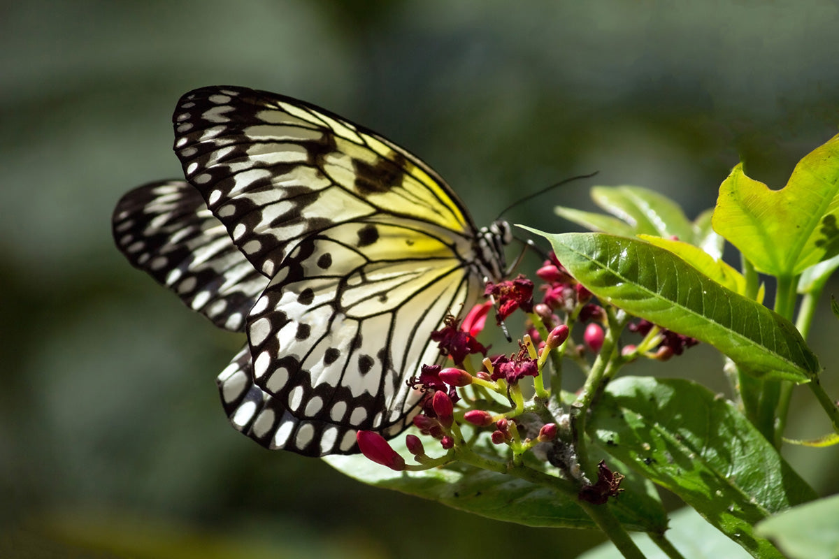 Yellow and Black Monarch Butterfly