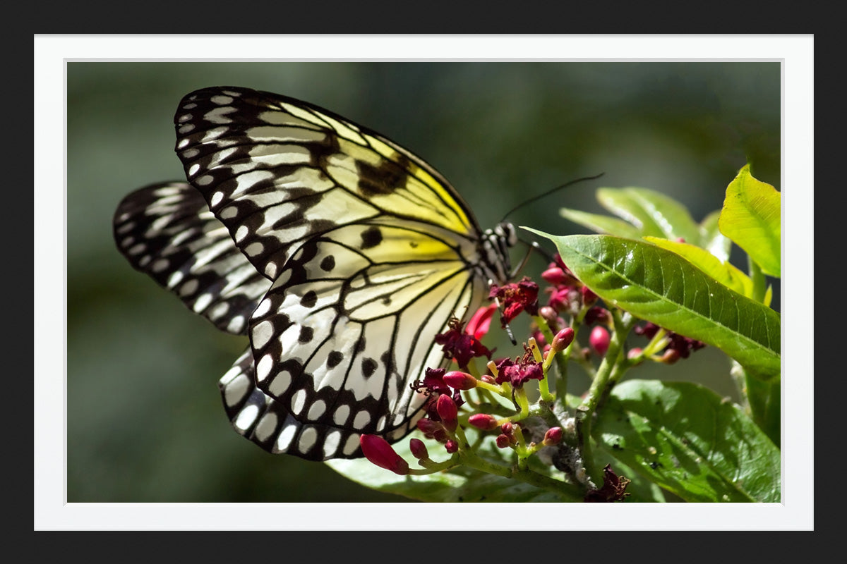 Yellow and Black Monarch Butterfly