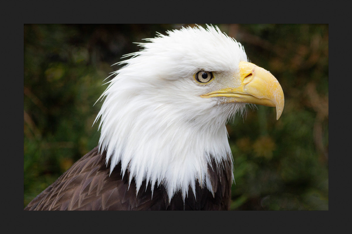 Bald Eagle II