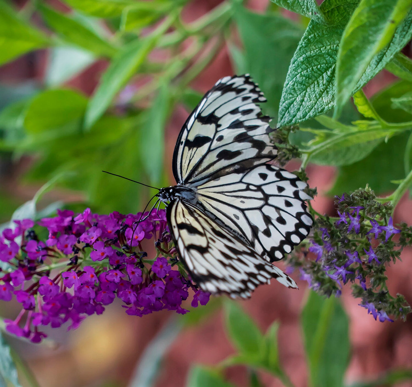 Black and White Monarch Butterfly