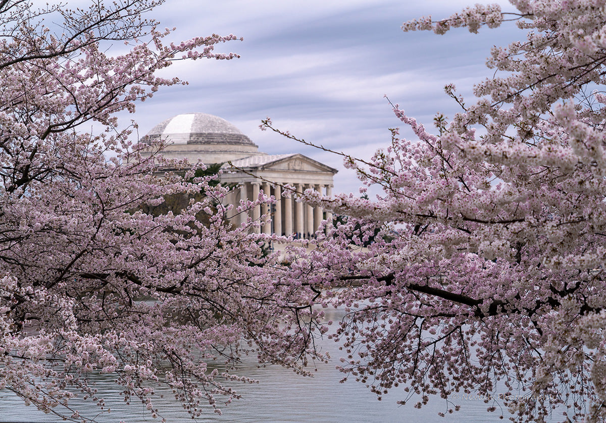 Behind the Blossoms