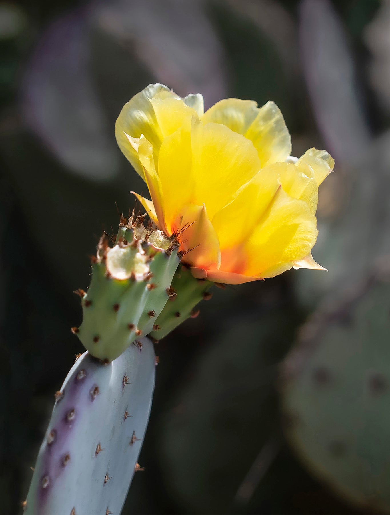 Dessert in Bloom