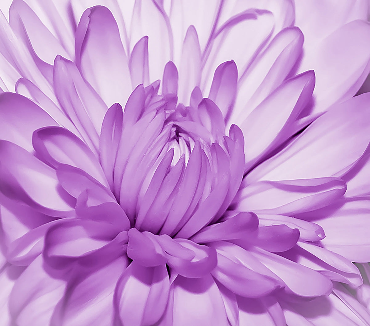 Purple Pom