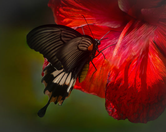 Butterfly In Red