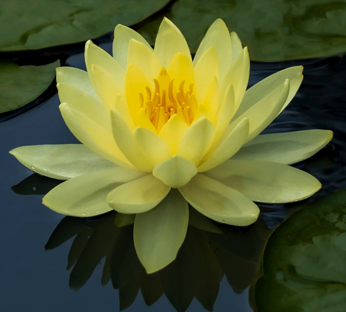 Yellow Lotus