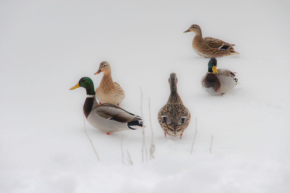 Snowy Day