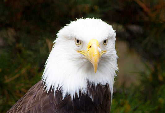 Bald Eagle I